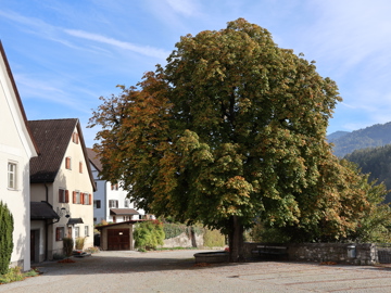Mooie boom op het pleintje voor de Basilika in Rankweil