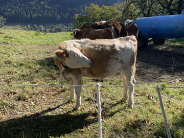 Koeien langs de wandeling naar Wildpark Feldkirch